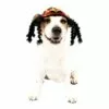 Rasta Dog Costume