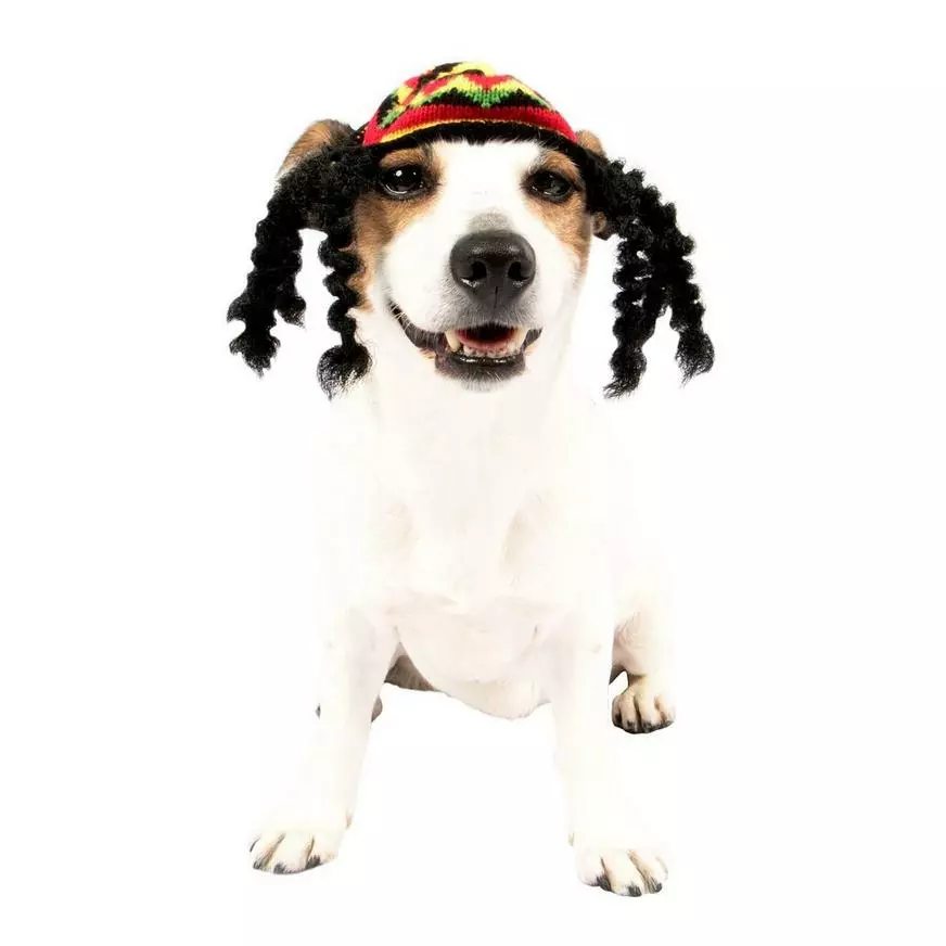 Rasta Dog Costume 3 Rasta Dog Costume