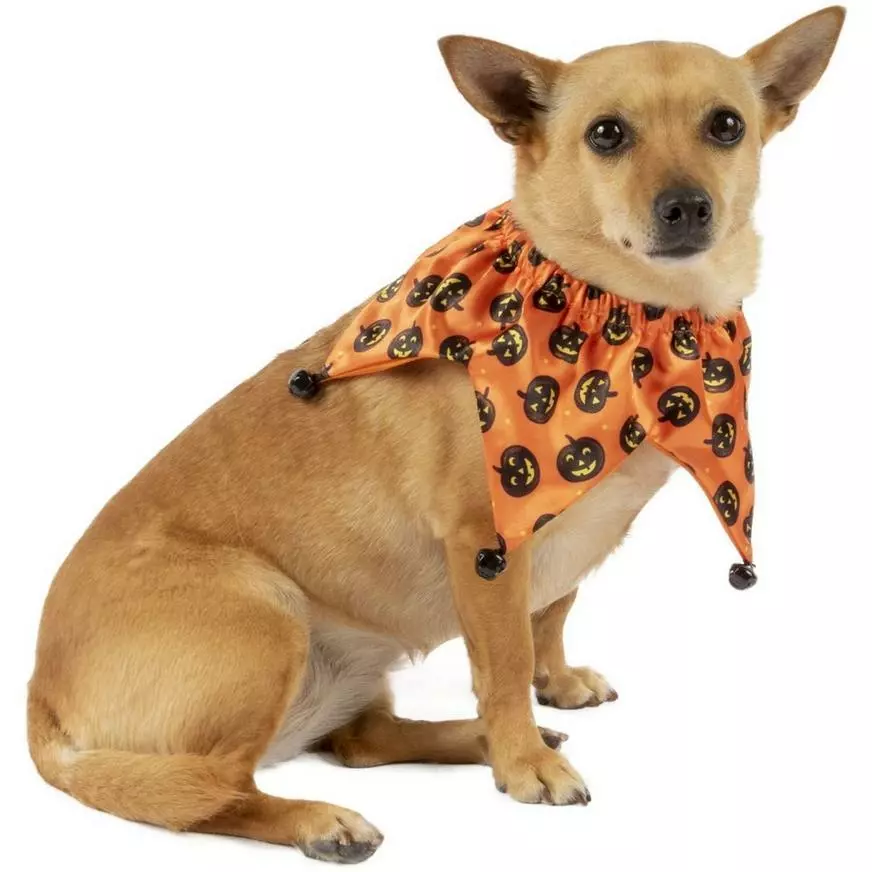 Halloween Pumpkin Jester Collar For Dogs 3 Halloween Pumpkin Jester Collar For Dogs